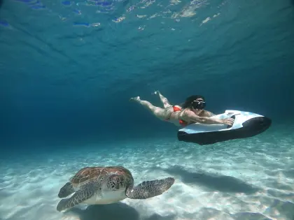 seabob-turtle