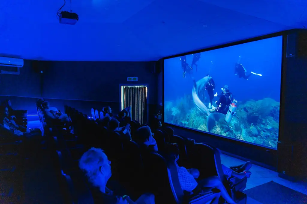Dolphin-Academy-22