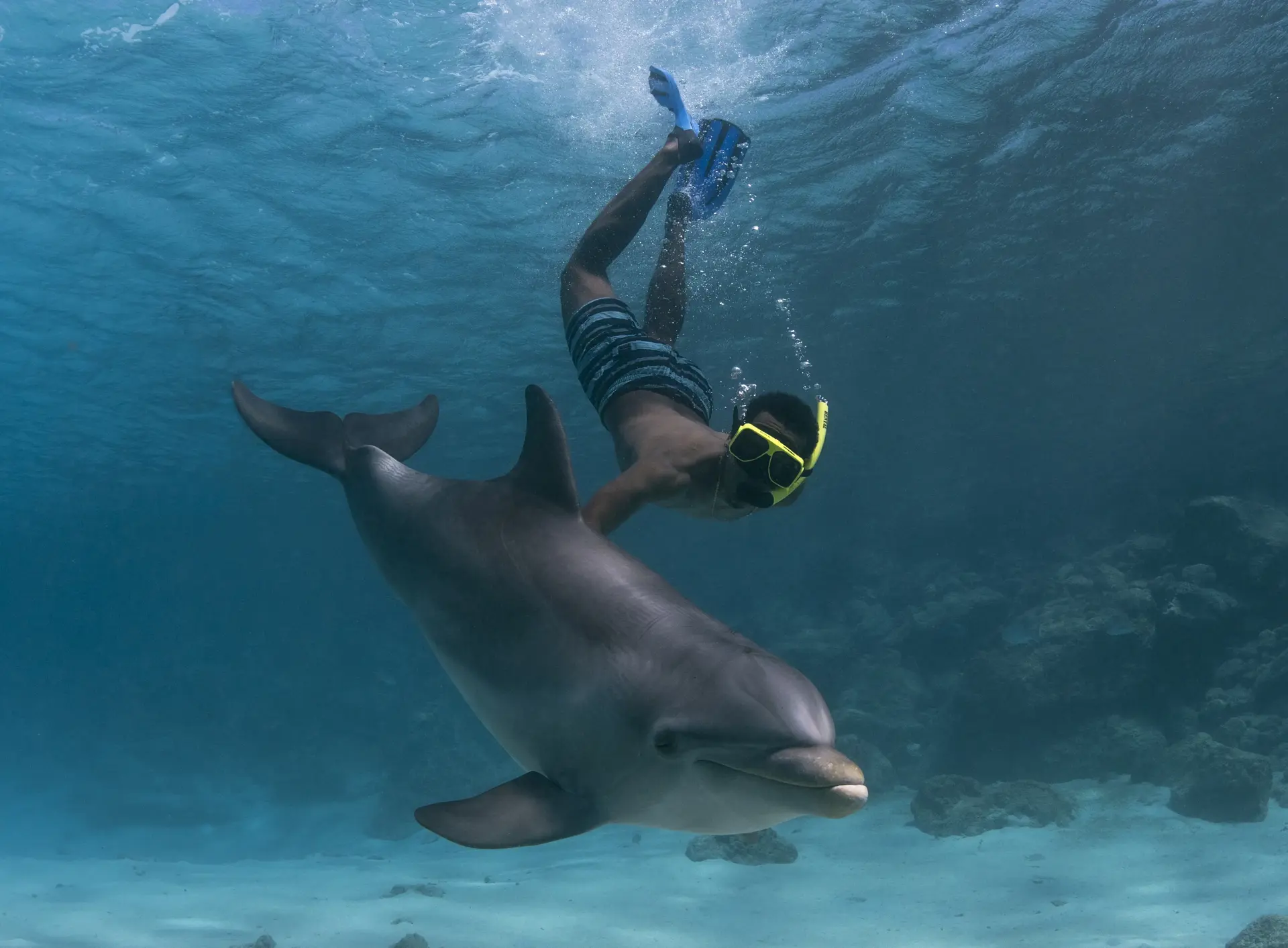 Dolphin_Snorkel