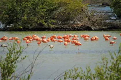 Island_tour_-_FBBT_6