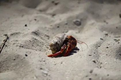 Tug_Boat_&_Spanish_Water_(2)_-_verkleind