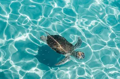 beach_escape_-_FBBT_2