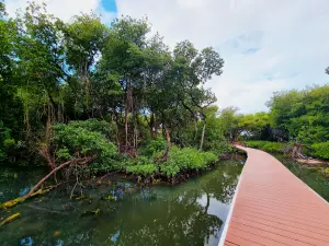 Mangrove
