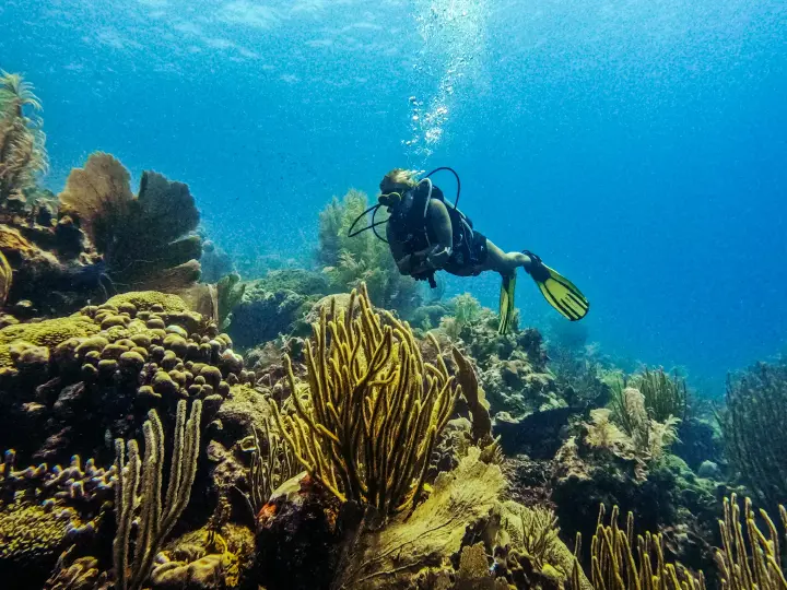 Scuba-Do.2