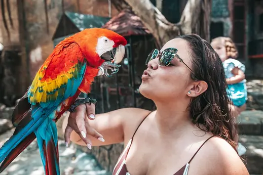 The Jungle Experience