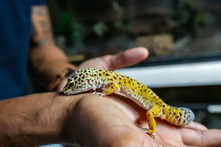 amazonia jungle experience 