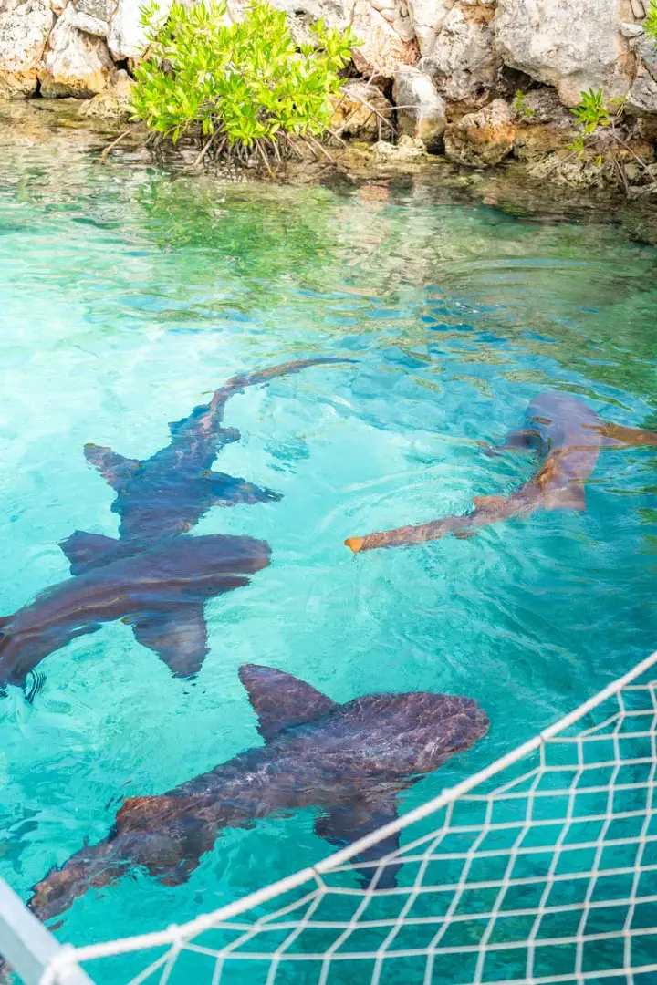 /book-tours/Dolphin-en-Sea-Aquarium/Animal-Encounter-11.webp
