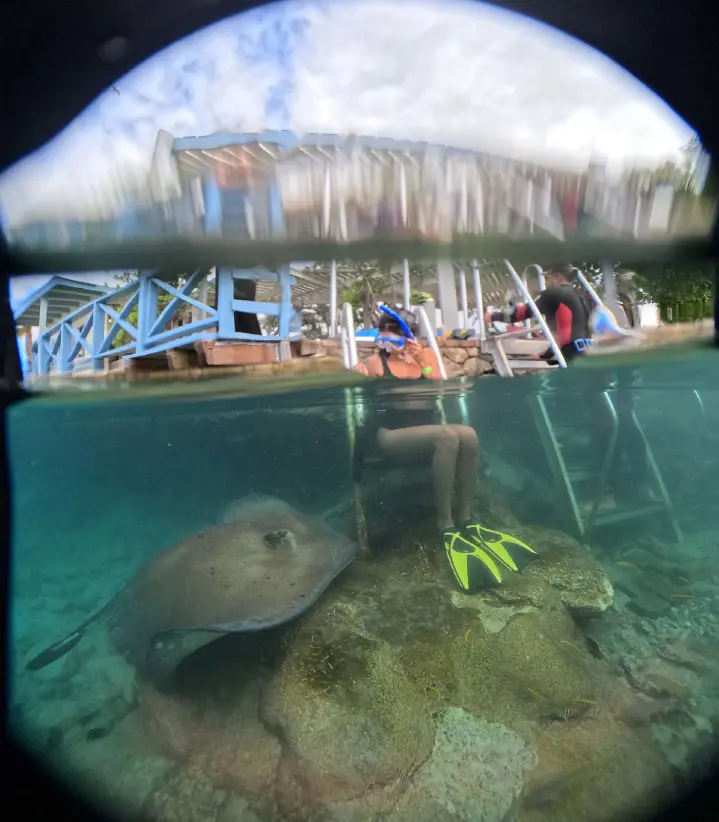 /book-tours/Dolphin-en-Sea-Aquarium/Animal_Encounters_14.jpg