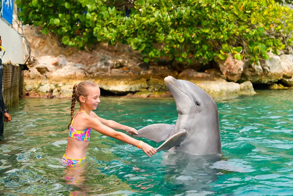 Dolphin_Ecounter_verkleind5