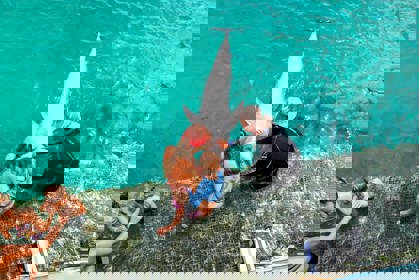 Dolphin_encounter3_verkleind