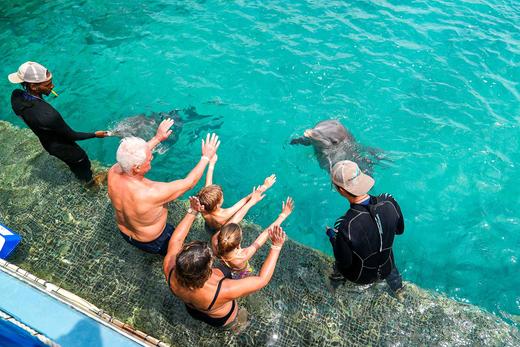 Dolphin Encounter 