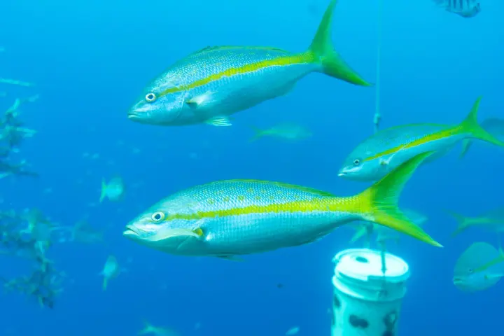 /book-tours/Dolphin-en-Sea-Aquarium/Ocean-Lens-4.webp