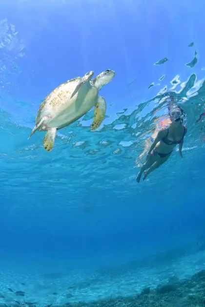 Turtle_Ray_Productions_(2)