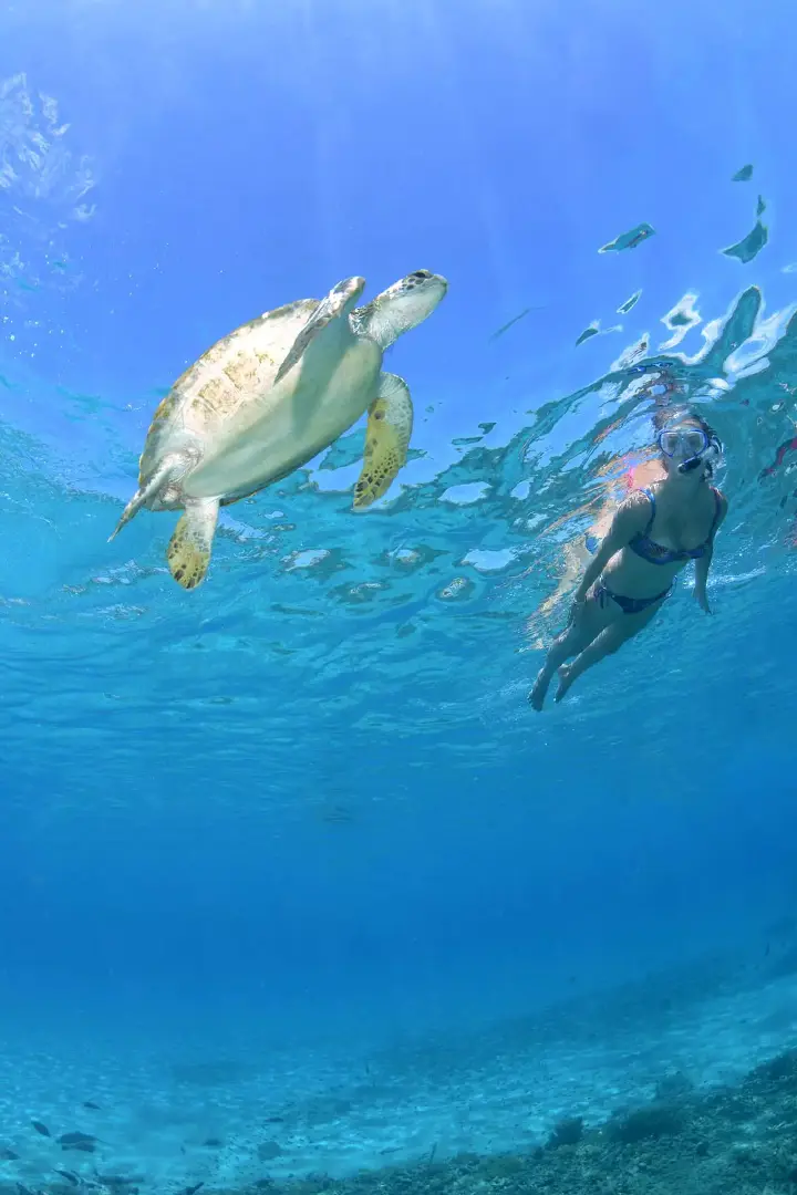 Turtle_Ray_Productions_(2)