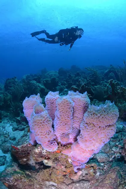 Turtle_Ray_Productions_(5)