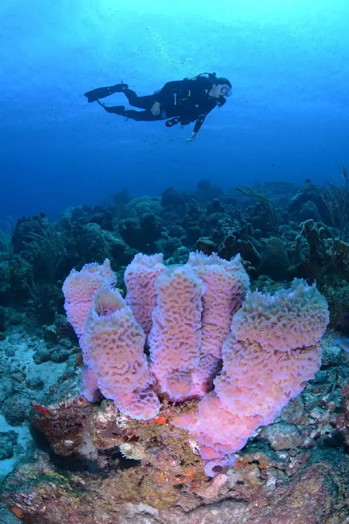 Turtle_Ray_Productions_(5)