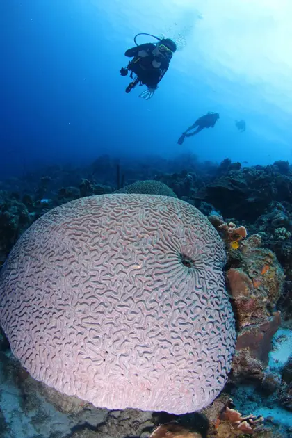 Turtle_Ray_Productions_(6)