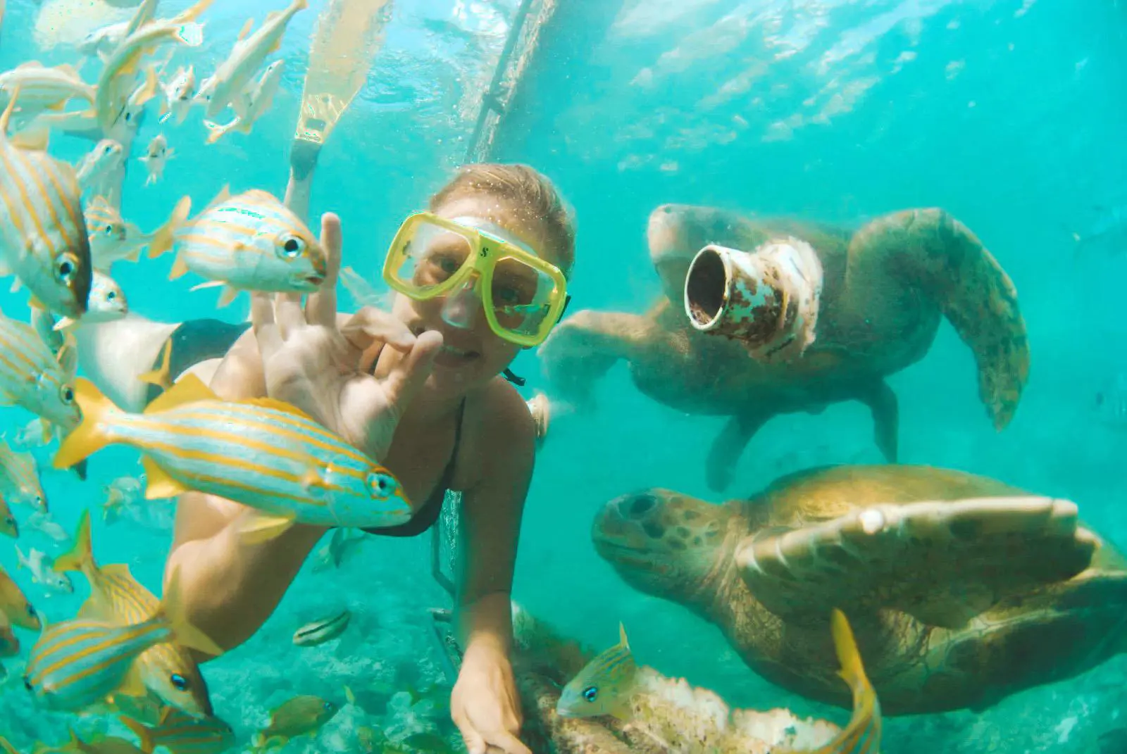 Morning & Afternoon Snorkel Cruises  