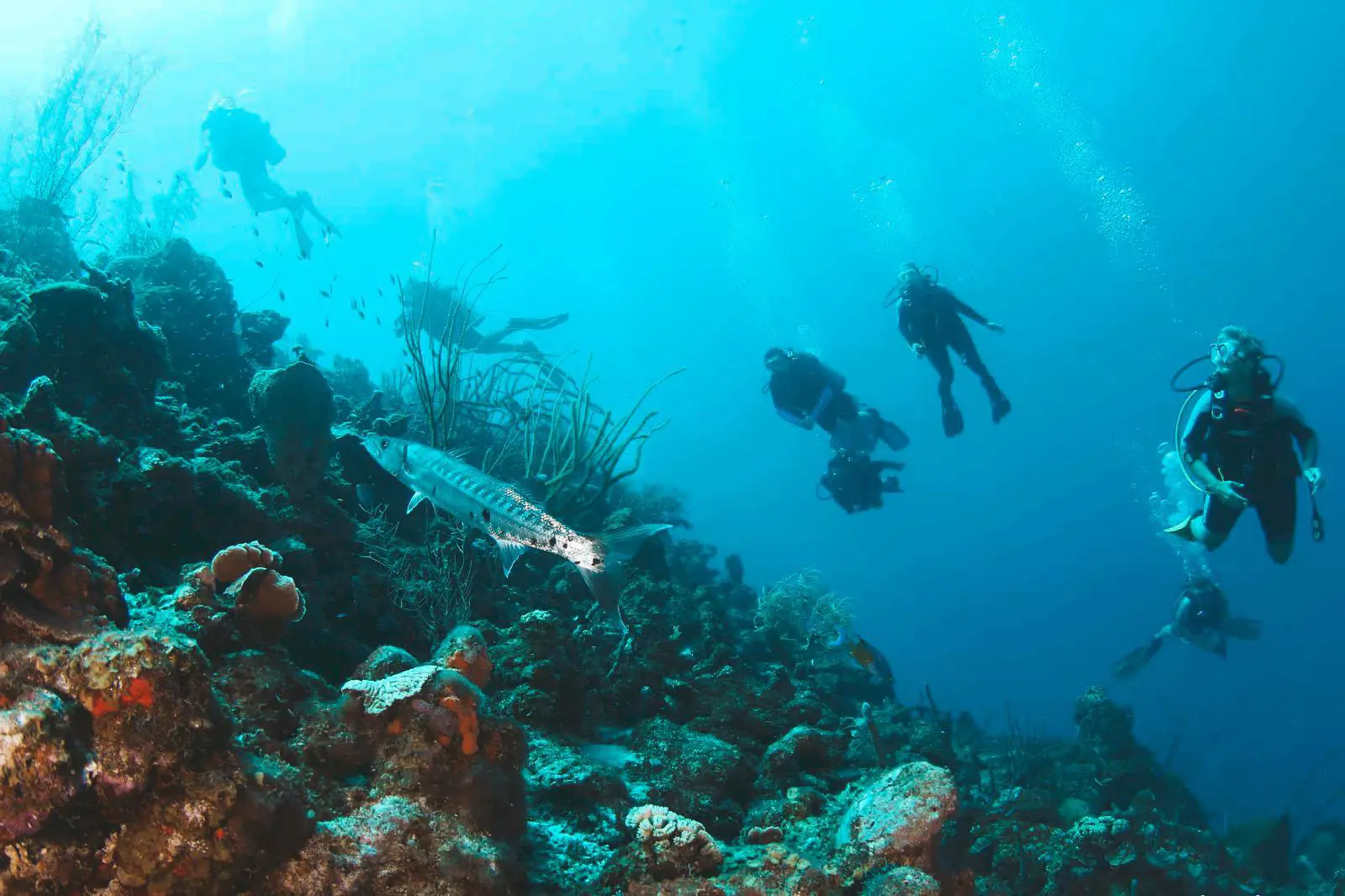 Diving in Curacao