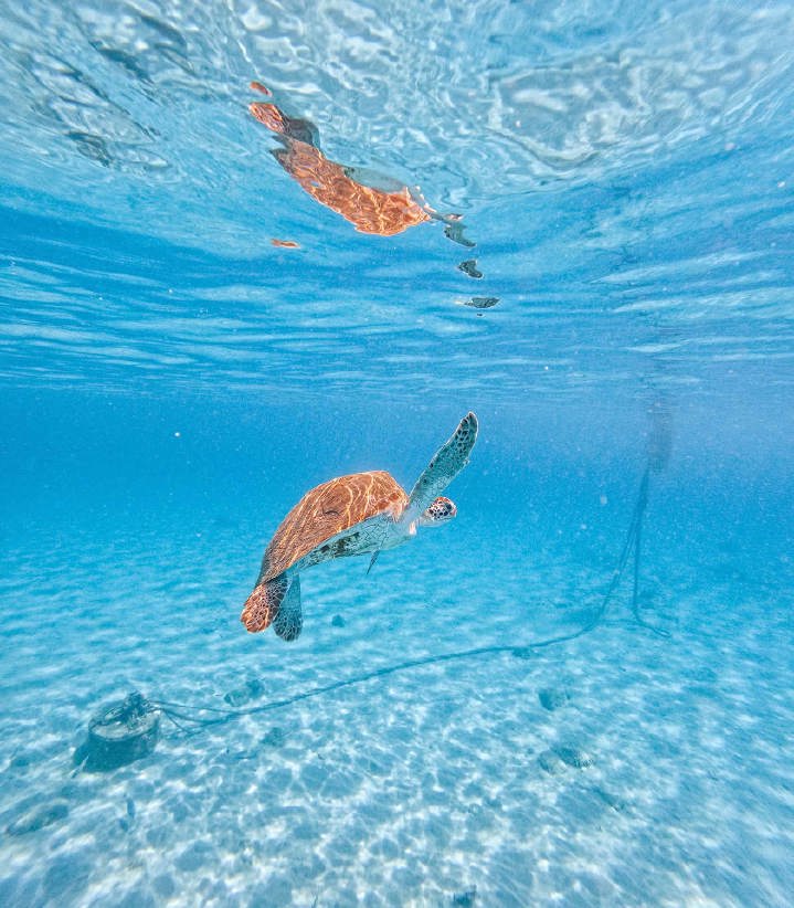 wonders-of-curacao-irie-tours-8