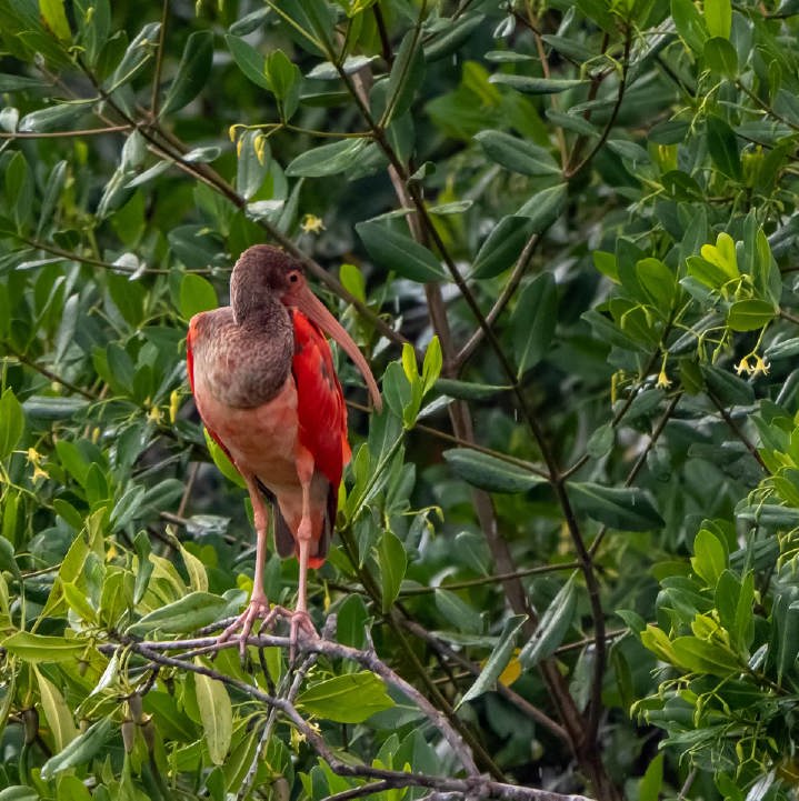 /clients/Rif-Mangrove-Park/Rif-Mangrove-10.jpg