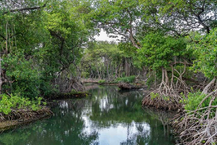 /clients/Rif-Mangrove-Park/Rif-Mangrove-4.jpg