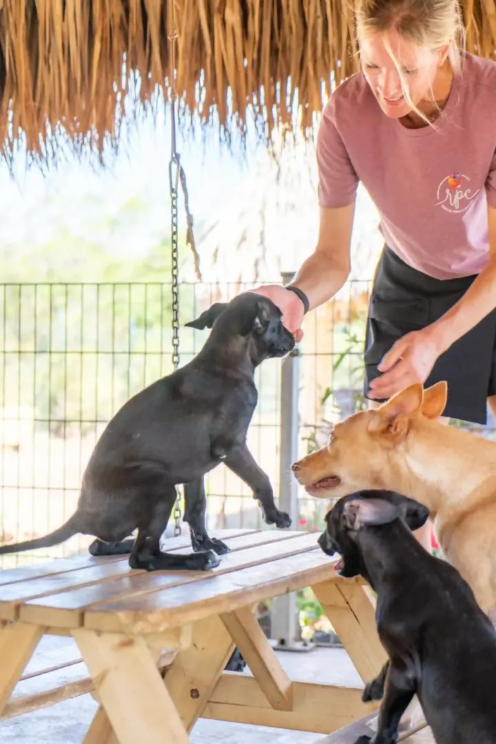 Rescue_Paws-31