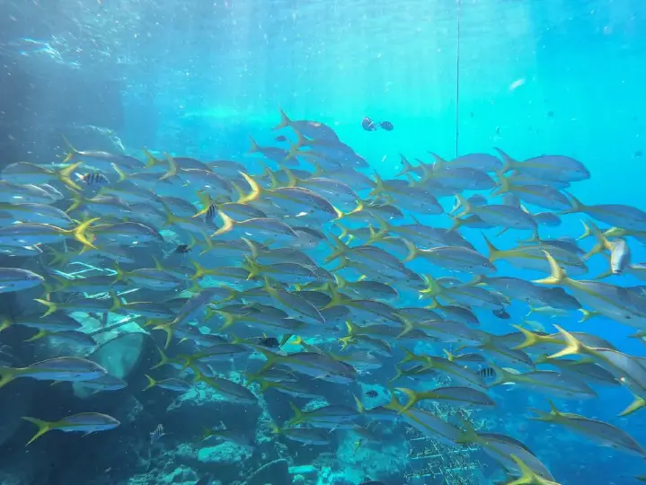 ocean-lens-3.jpeg
