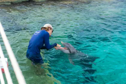 /dolphin_academy_coupon_.JPG