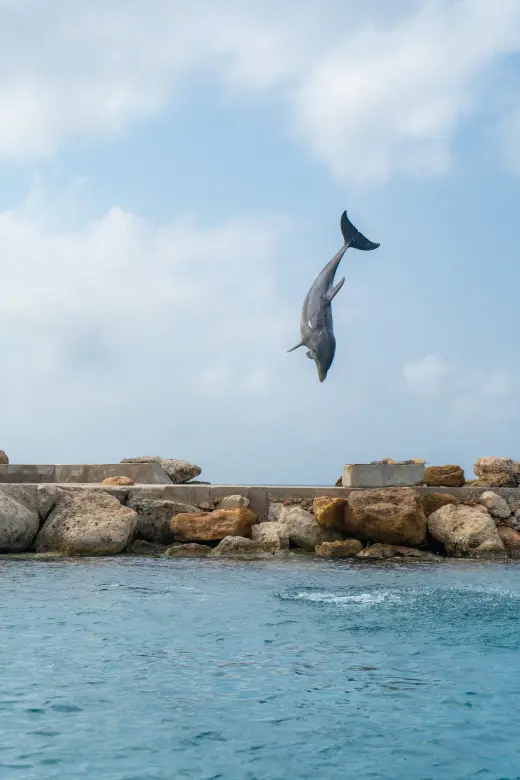 Dolphin Academy Curaçao