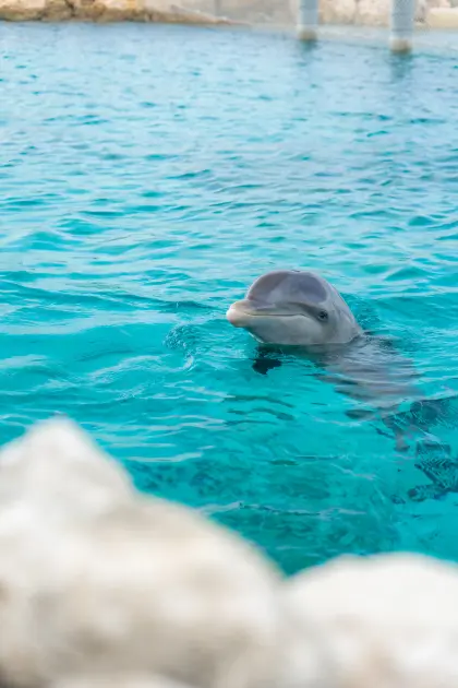 /dolphin_academy_coupon_3.JPG