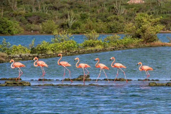 snorkel_safari_tour_-_Blue_Finn_7