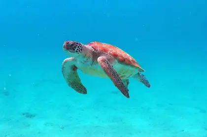 snorkel_safari_tour_-_Blue_Finn_8