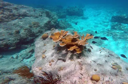 snorkel_safari_tour_-_Blue_Finn_9