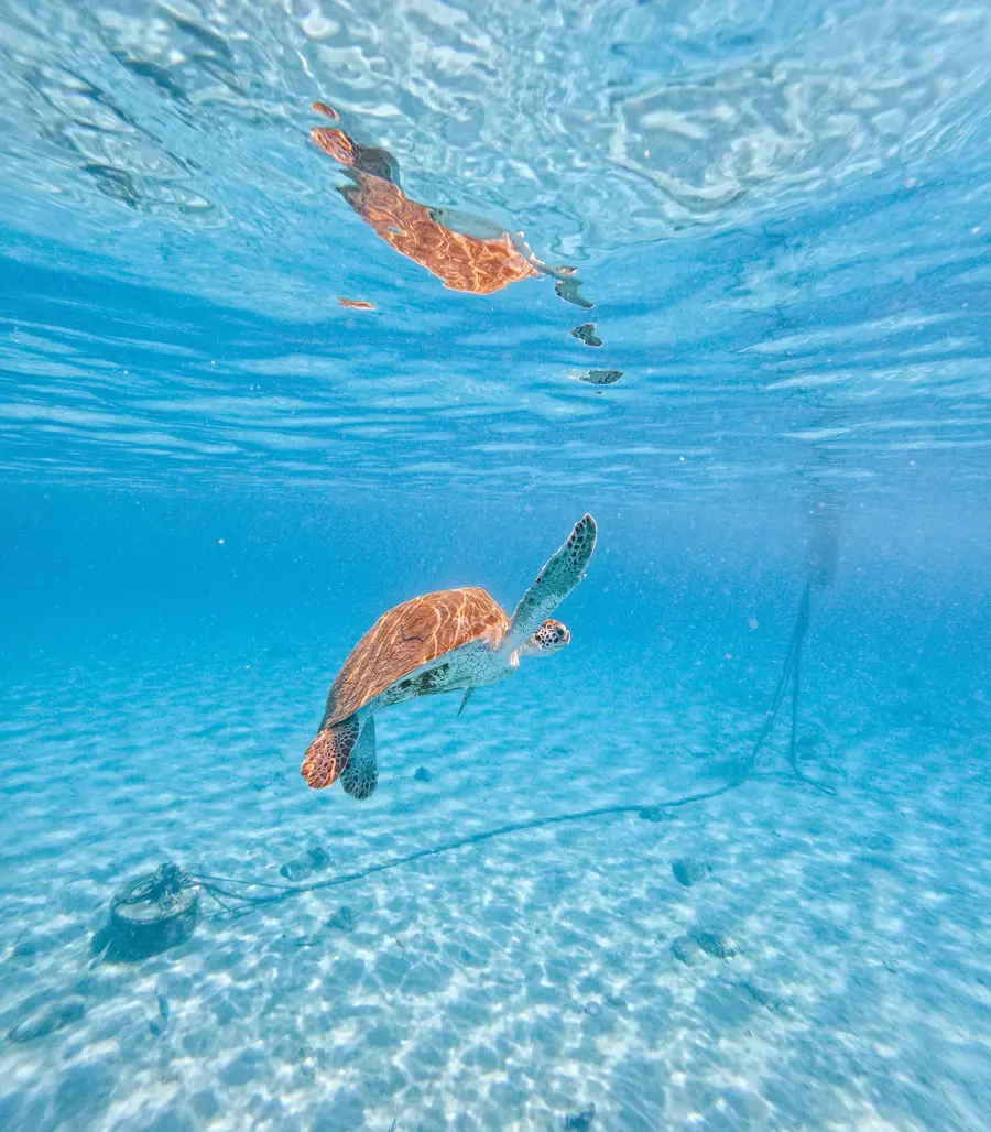 wonders-of-curacao-irie-tours-8